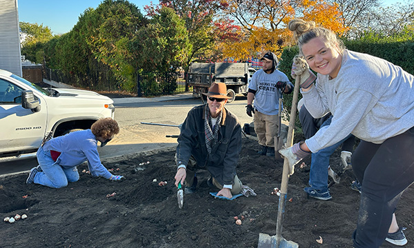 Planting tulips